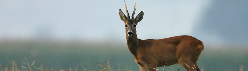 Rūdiškių medžiotojų būrelis